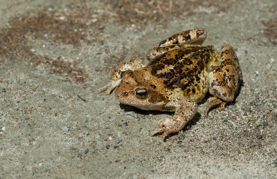 Bruine kikker / Common Frog
