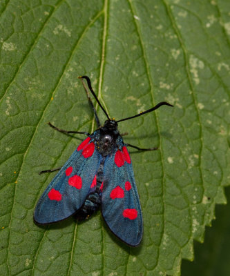 Five-Spot Burnet / Vijfvlek-sint-jansvlinder