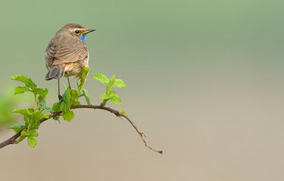 Bluethroat / Blauwborst