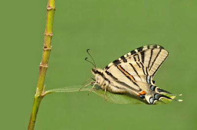 Scarce Swallowtail / Koningspage 