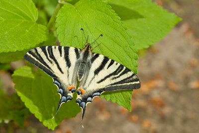 Scarce Swallowtail / Koningspage 