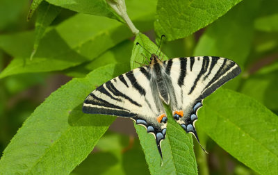 Scarce Swallowtail / Koningspage 