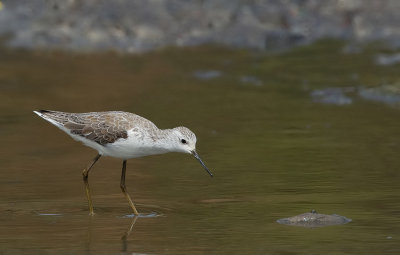 Marsh sandpiper / Poelruiter