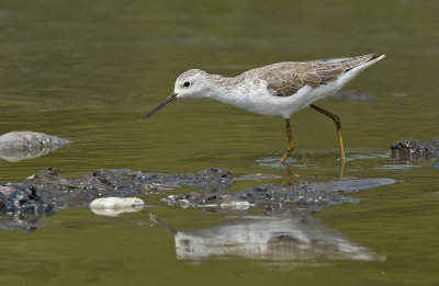 Marsh sandpiper / Poelruiter