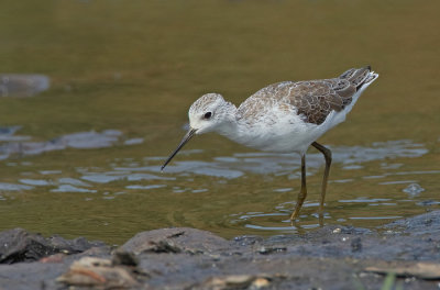 Marsh sandpiper / Poelruiter