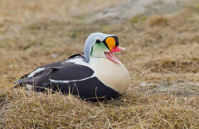 King eider / Koningseider