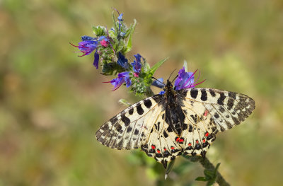 Eastern Festoon / Oostelijke pijpbloemvlinder 