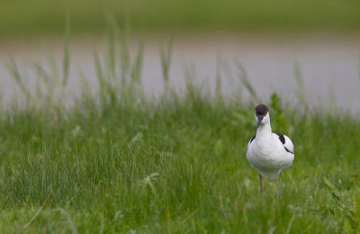 Avocet / Kluut