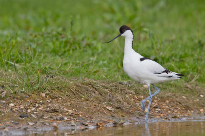 Avocet / Kluut