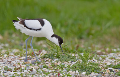 Avocet / Kluut