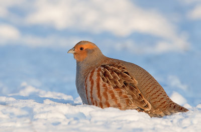 Partridge / Patrijs