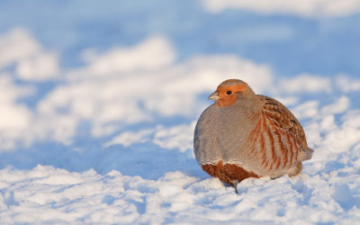 Partridge / Patrijs