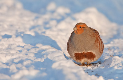 Partridge / Patrijs
