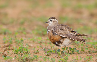 Dotterel / Morinelplevier