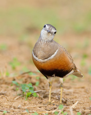 Dotterel / Morinelplevier