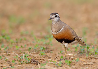 Dotterel / Morinelplevier