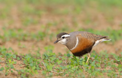 Dotterel / Morinelplevier