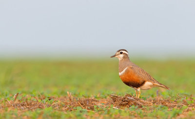 Dotterel / Morinelplevier