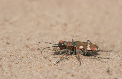 Northern dune tiger beetle / Basterdzandloopkever