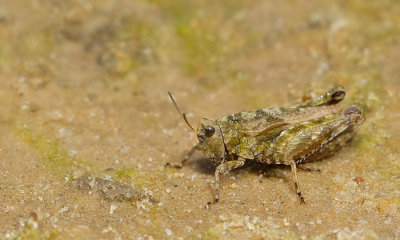 Common Ground-hopper / Gewoon doorntje