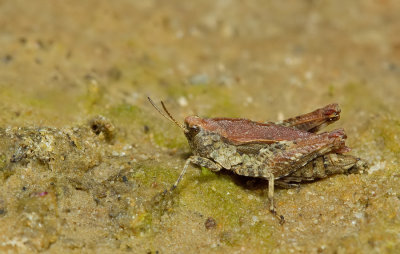 Common Ground-hopper / Gewoon doorntje