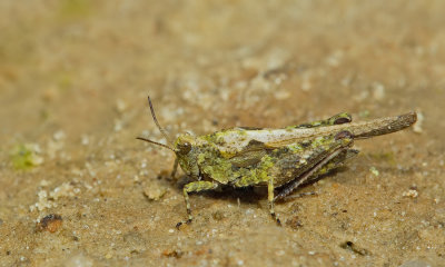 Cepero's groundhopper / Zanddoorntje
