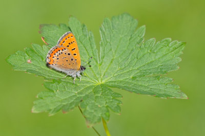 Violet copper / Blauwe vuurvlinder