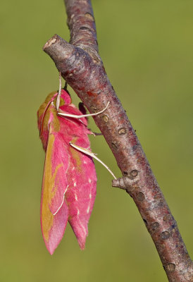 Elephant Hawk-moth / Groot Avondrood