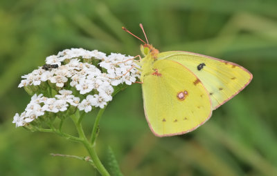 Pale clouded yellow / Gele Luzernevlinder