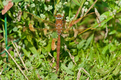 Brown hawker / Bruine Glazenmaker 