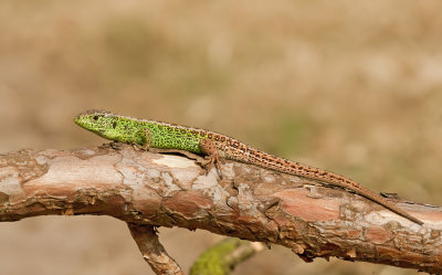 Zandhagedis / Sand Lizard