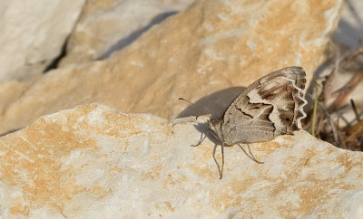 Striped Grayling / Gestreepte heivlinder