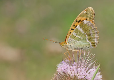 Silver-washed Fritillary / Keizersmantel 