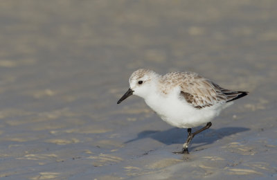 Sanderling / Drieteenstrandloper