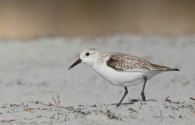 Sanderling / Drieteenstrandloper