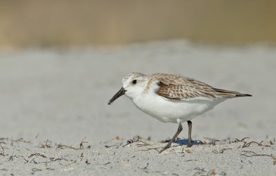Sanderling / Drieteenstrandloper