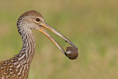 Limpkin / Koerlan (Subspecies pictus)