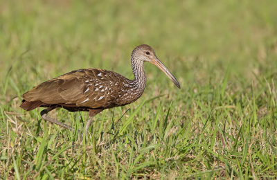 Limpkin / Koerlan (Subspecies pictus)