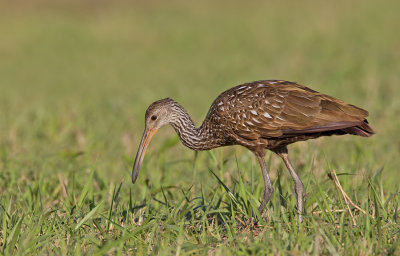 Limpkin / Koerlan (Subspecies pictus)