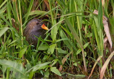 Spotted crake / Porseleinhoen