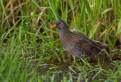 Spotted crake / Porseleinhoen