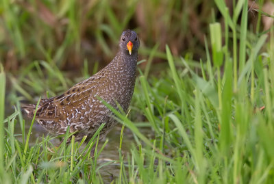 Spotted crake / Porseleinhoen