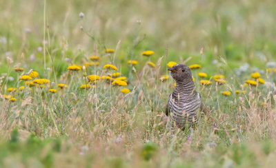 Cuckoo / Koekoek
