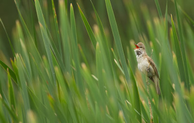 Great reed warbler / Grote karekiet