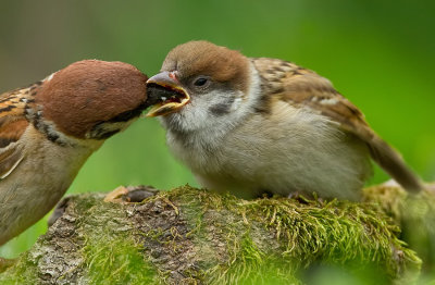 Treesparrow / Ringmus