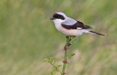 Lesser Grey Shrike / Kleine klapekster