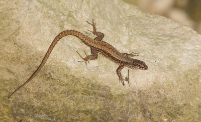 Common Wall Lizard/ Muurhagedis 
