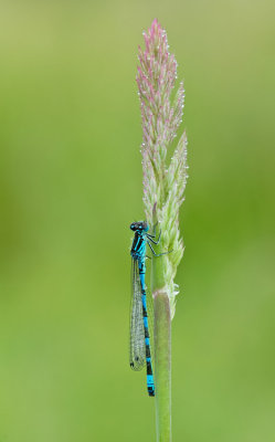 Ornate Bluet / Vogelwaterjuffer