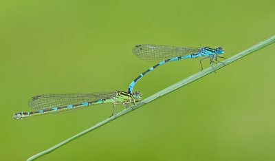 Ornate Bluet / Vogelwaterjuffer