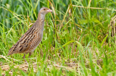 Corn crake / Kwartelkoning